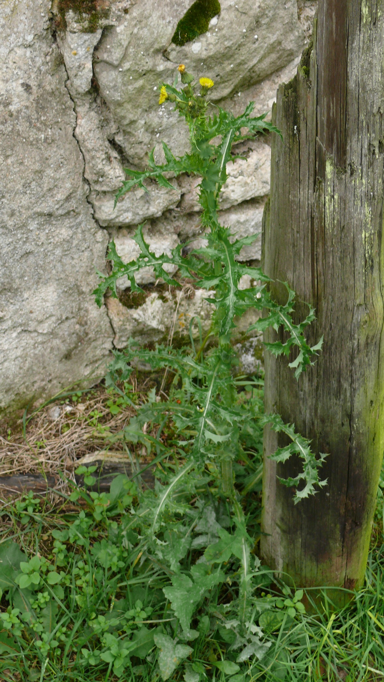 Laiteron épineux (<em>Sonchus asper</em> Hill) - Un laiteron très commun presque toute l'année.