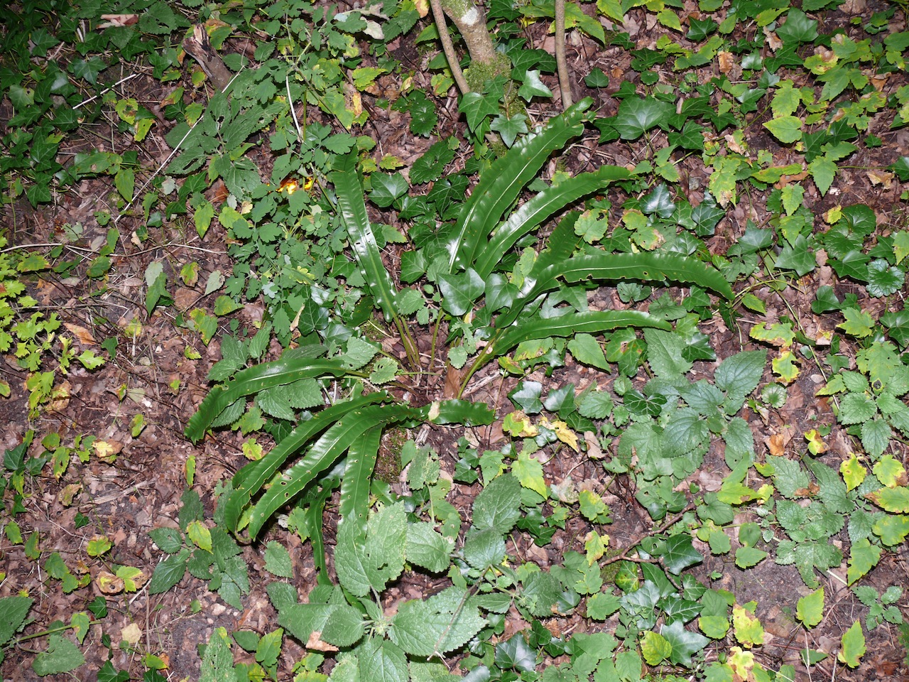 Langue de cerf (Phyllitis scolopendrium Newman) - Une fougère aussi appelée scolopendre, deux stations connues