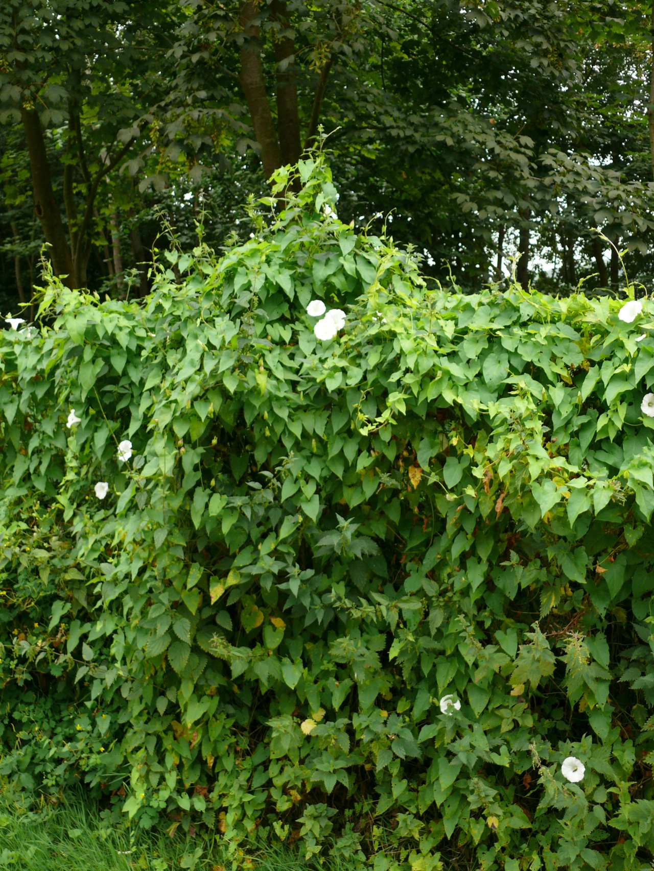 Liseron des haies (Calystegia sepium R. Br.) - Floraison juillet août