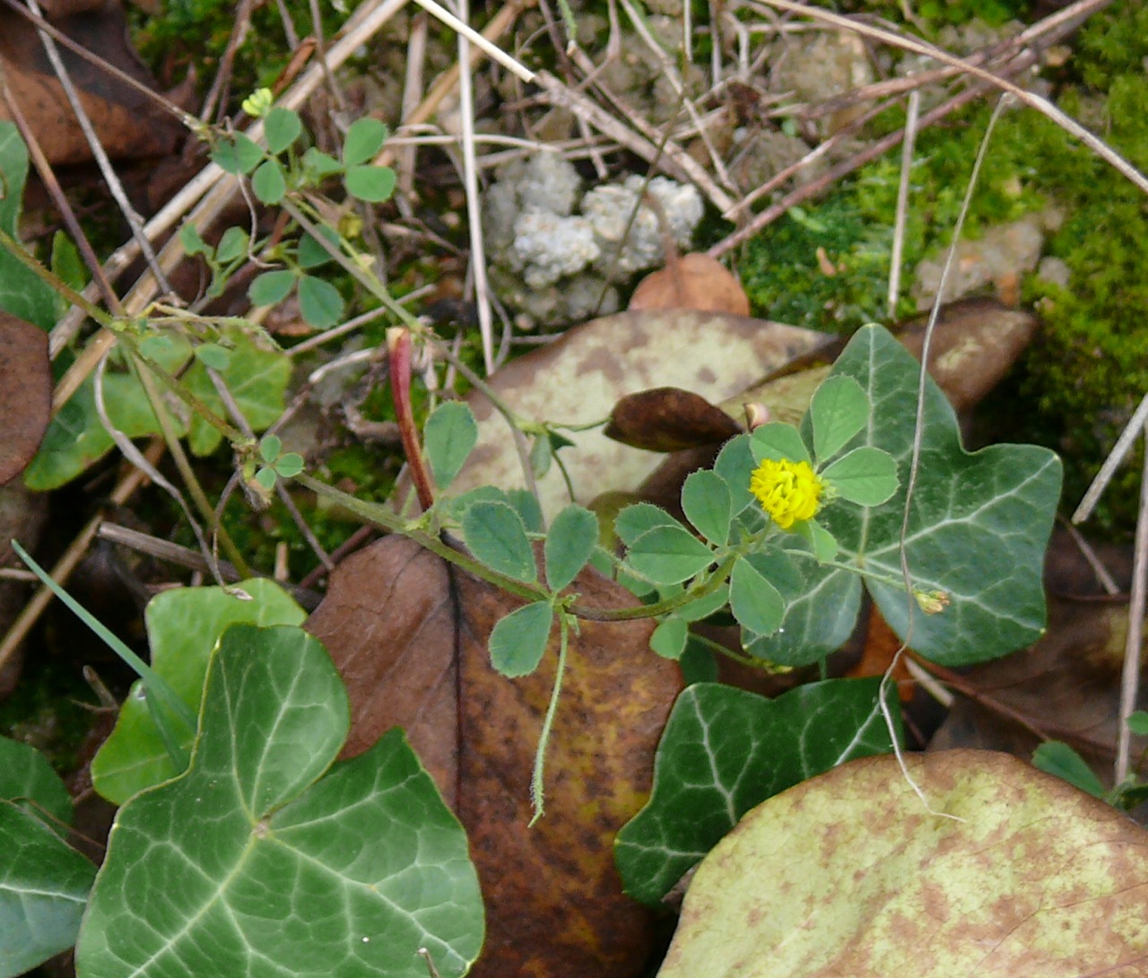Luzerne lupuline (Medicago lupulina L.) - Une petite luzerne observée en septembre