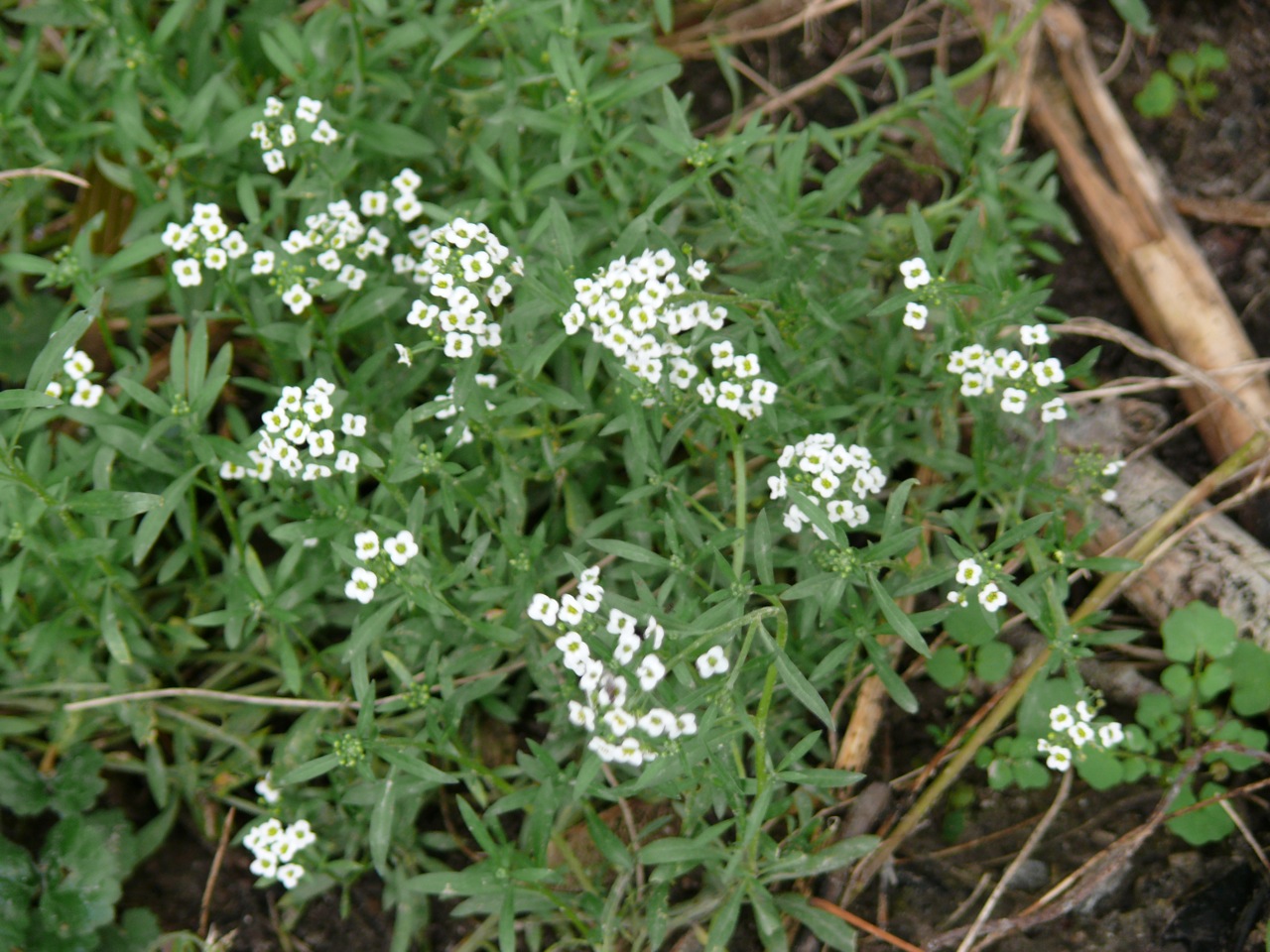 Mâche potagère (Valerianella locusta Latter.) - Des variétés sont cultivées pour produire la mâche