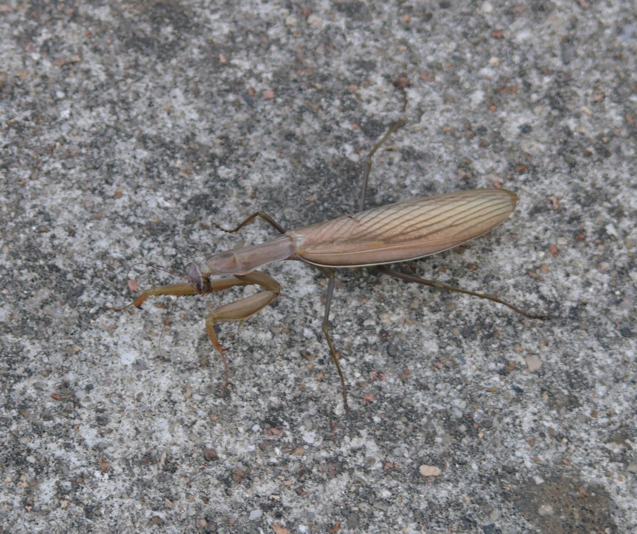 Mante religieuse - Un grand insecte, présent particulièrement à l'automne 2010, ajustant sa couleur à l'environnement.
