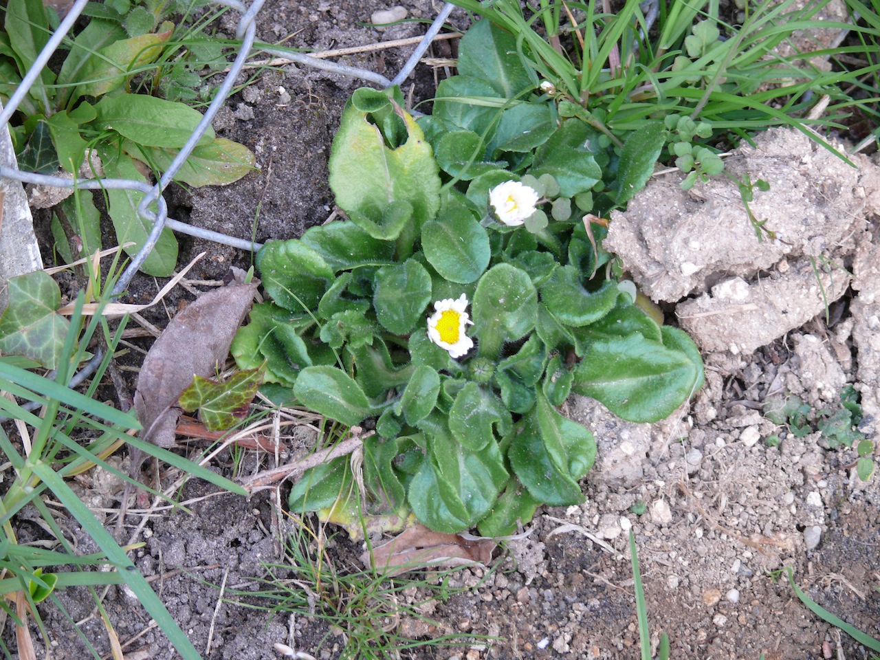 Pâquerette vivace (<em>Bellis perennis</em> L.) - Fleurit du début du printemps à la fin de l'automne, très commune dans les gazons.