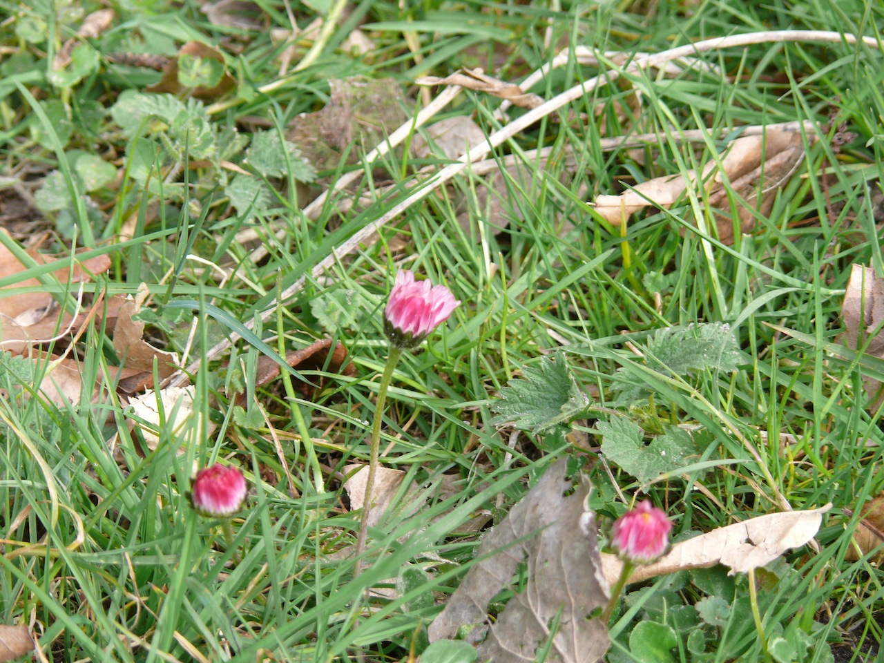 Pâquerette vivace (<em>Bellis perennis</em> L.) - Fleurit du début du printemps à la fin de l'automne, très commune dans les gazons.