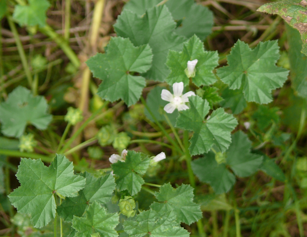 Mauve à feuilles rondes (Malva neglecta Wallr.) - Observée au début de l'automne