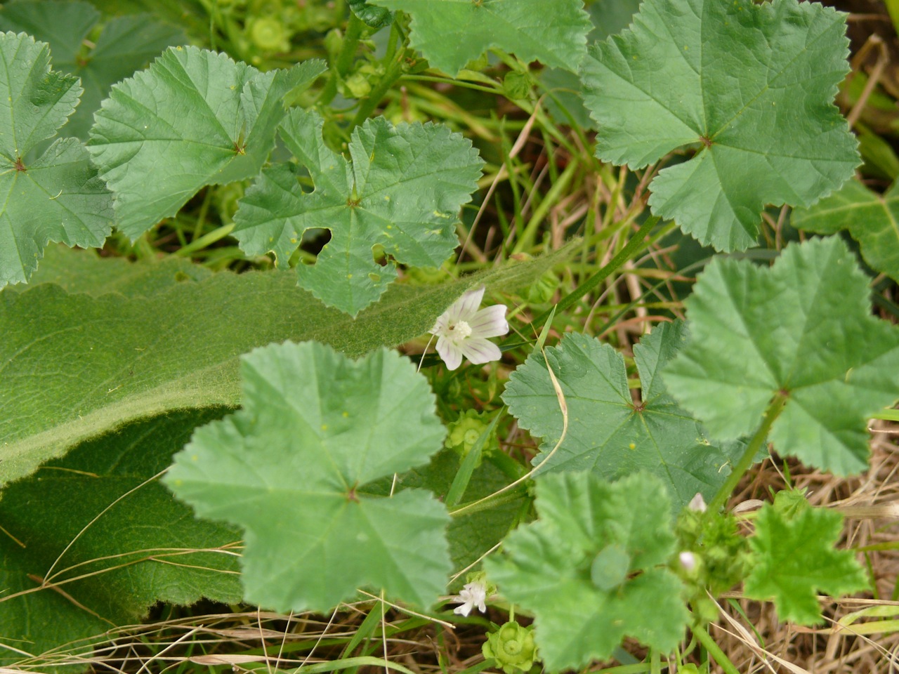Mauve à feuilles rondes (Malva neglecta Wallr.) - Observée au début de l'automne