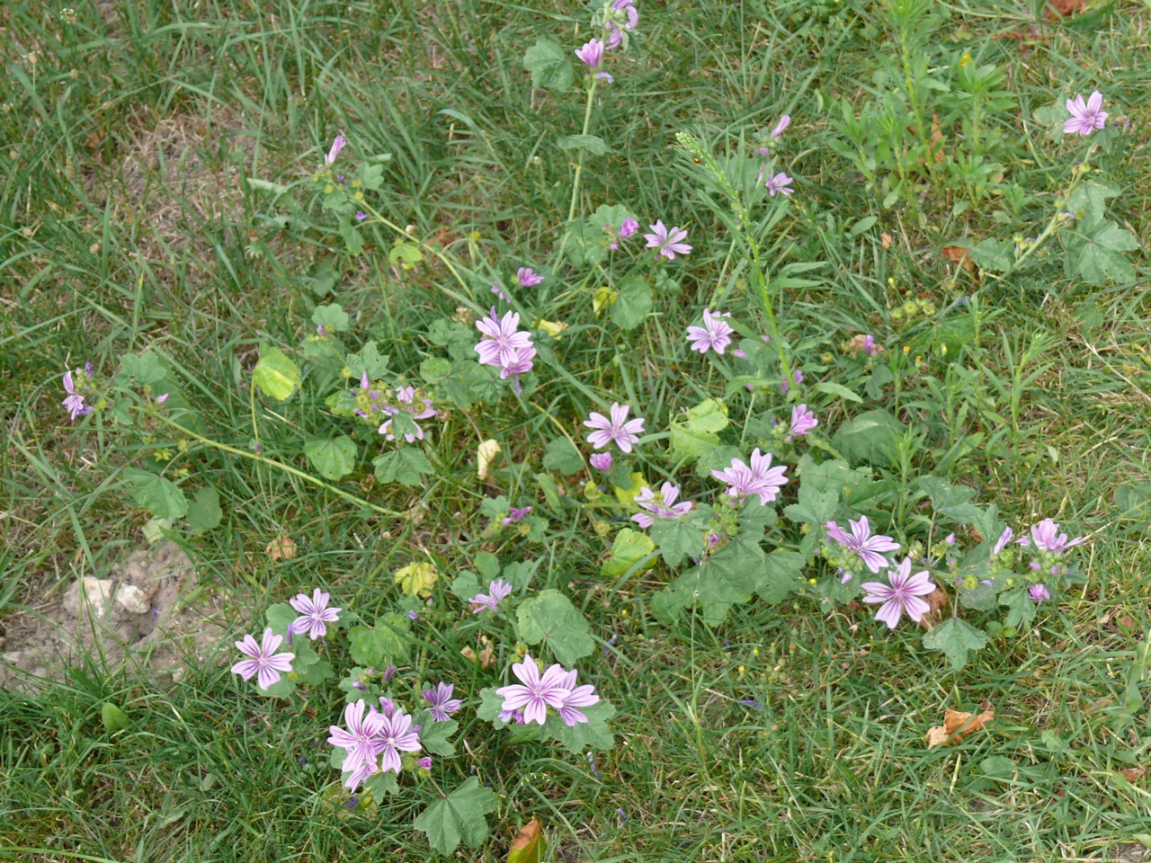 Mauve sylvestre (<em>Malva sylvestris</em> L.) - Fleurs remarquables, en août.