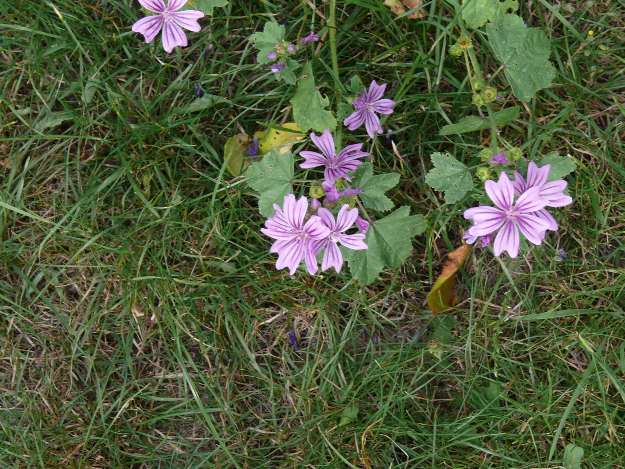 Mauve sylvestre (<em>Malva sylvestris</em> L.) - Fleurs remarquables, en août.