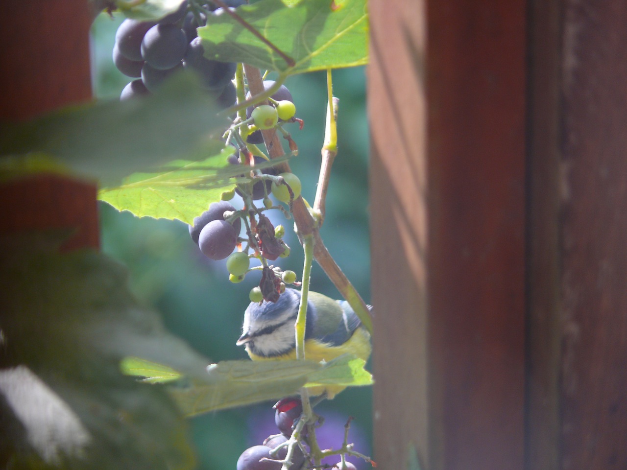 Mésange bleue - 