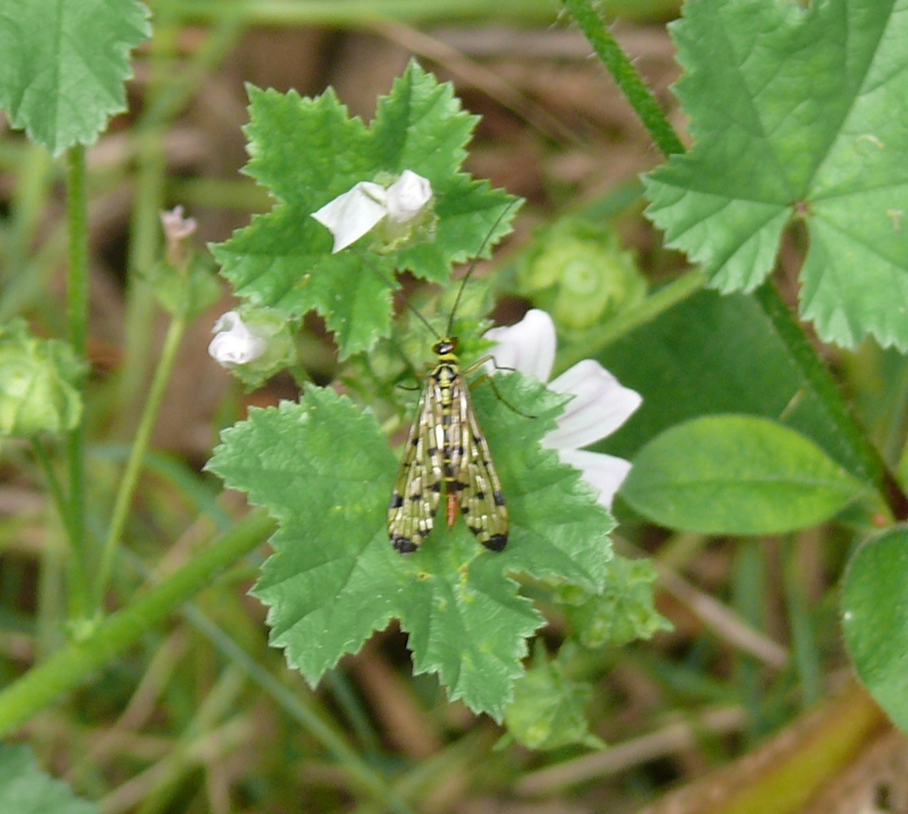 Mouche scorpion (<em>Panorpa communis</em>) - des femelles.