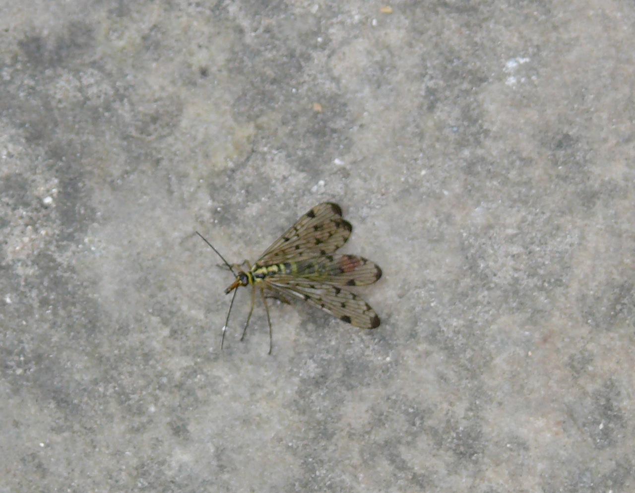 Mouche scorpion (<em>Panorpa communis</em>) - des femelles.