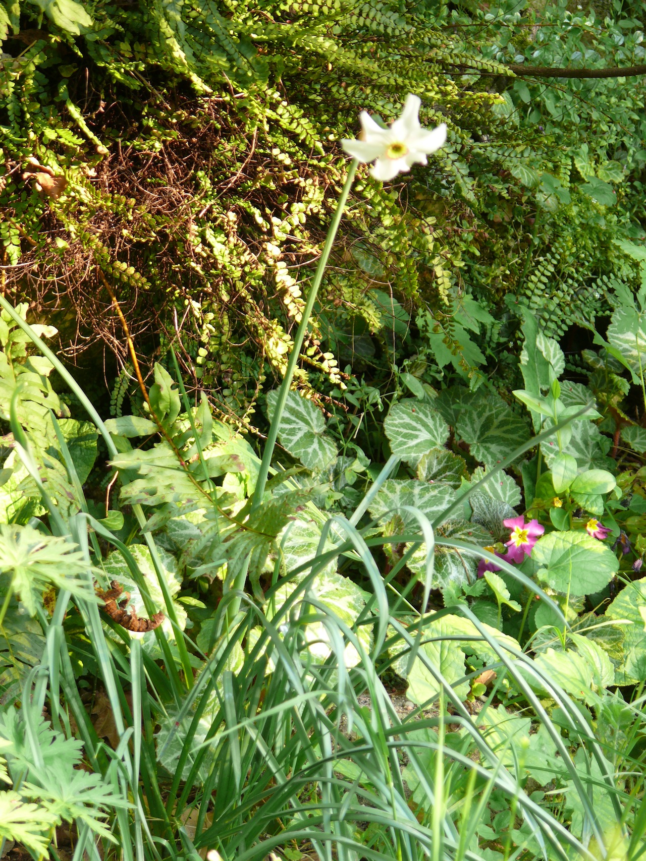 Narcisse des poètes (<em>Narcissus poeticus</em> L.) - En fleur fin avril, après les jonquilles, se disperse dans la nature. 