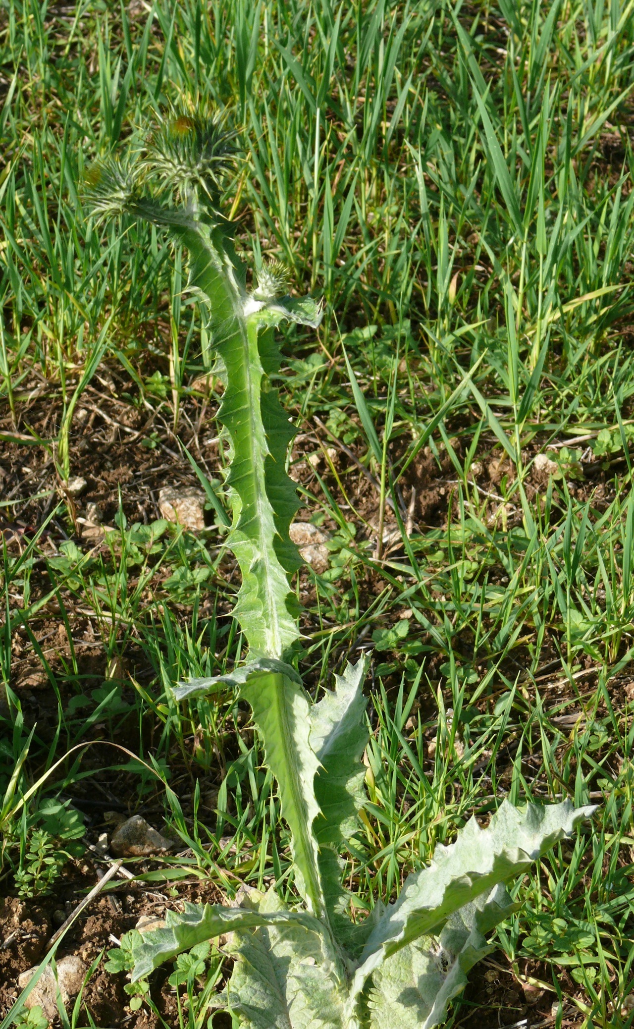 Chardon acanthe (Onopordum acanthium L.) - Aussi appelé onopordon faux acanthe, pet-d'âne, se remarque de loin par sa taille
