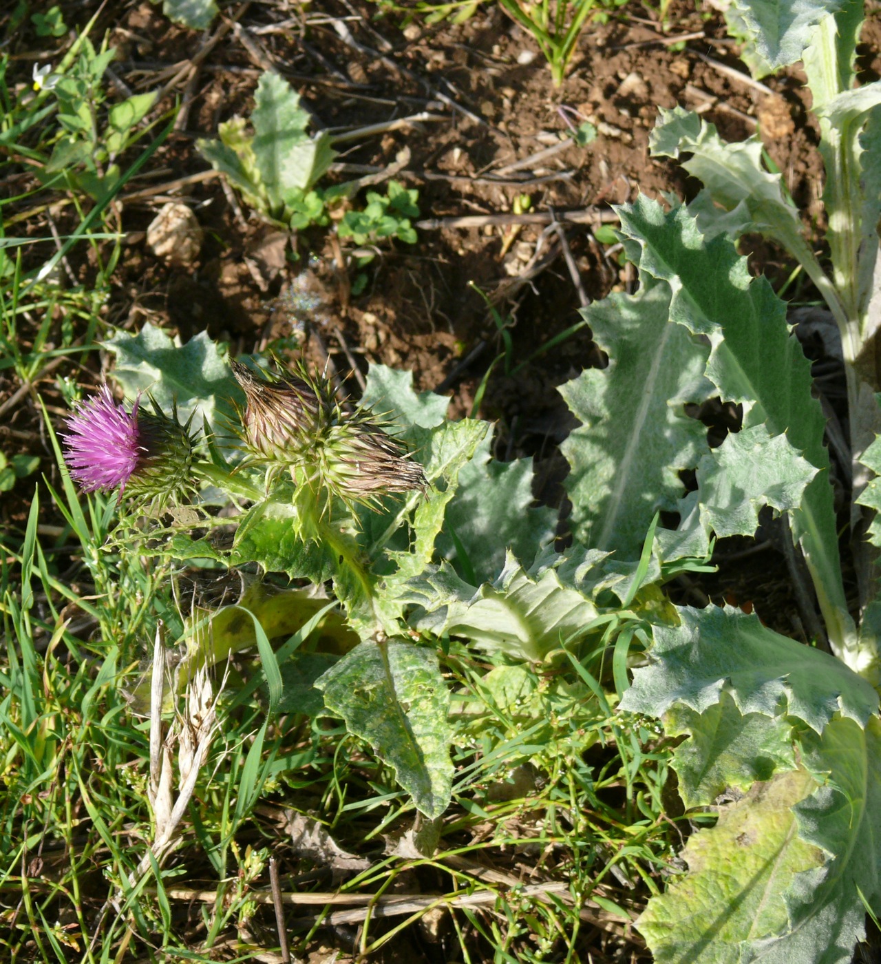 Chardon acanthe (Onopordum acanthium L.) - Aussi appelé onopordon faux acanthe, pet-d'âne, se remarque de loin par sa taille