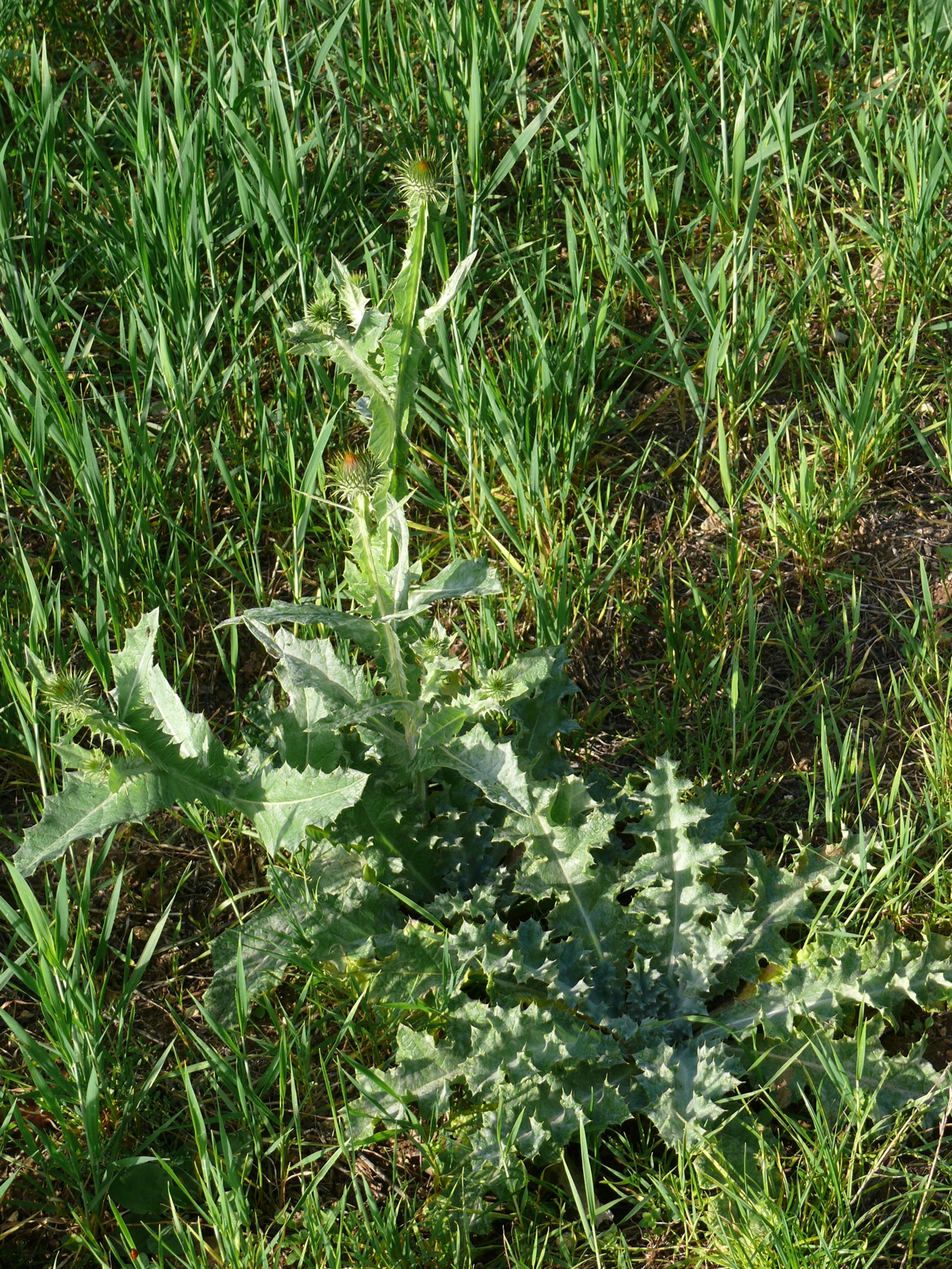 Chardon acanthe (Onopordum acanthium L.) - Aussi appelé onopordon faux acanthe, pet-d'âne, se remarque de loin par sa taille