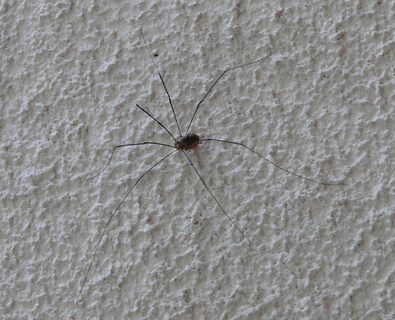 Faucheux (Phalangium opilio L.) - Faucheux ou opilion