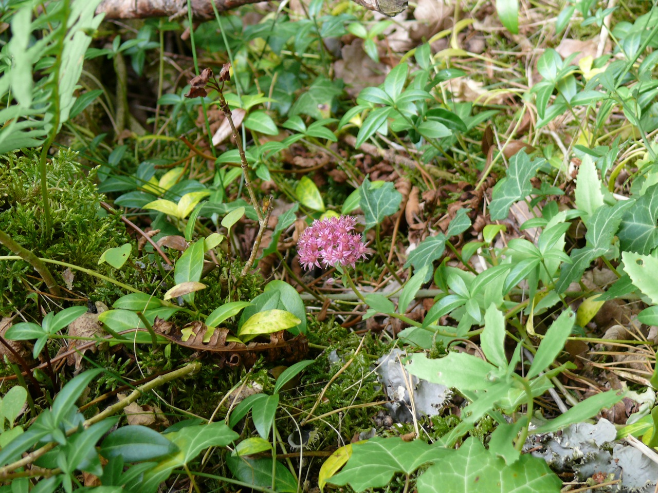 Orpin reprise (<em>Sedum telephium</em> L.) - Floraison rose fin août.