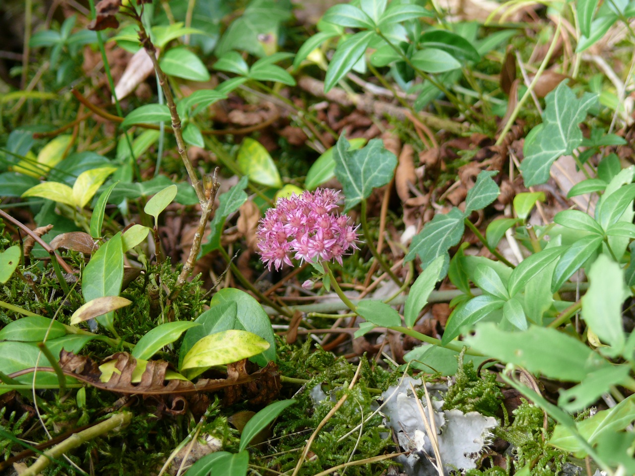 Orpin reprise (<em>Sedum telephium</em> L.) - Floraison rose fin août.