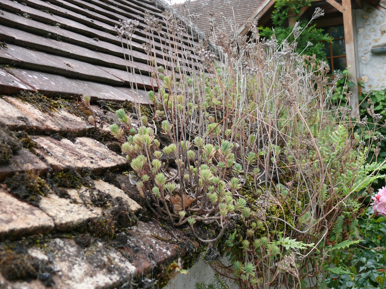 Orpin des rochers (<em>Sedum rupestre</em> L.) - Floraison jaune en juillet, sur un rocher en grès