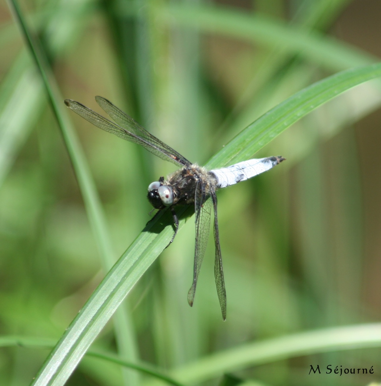 Libellule fauve (<em>Libellula fulva</em>) - Un mâle, reconnaissable par rapport à la libellule déprimée et à l'orthétrum réticulé à ses yeux bleus laiteux.