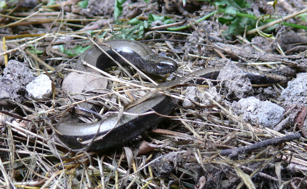 Orvet gracile - Un lézard ayant perdu ses pattes, qui charge la bouche fermée