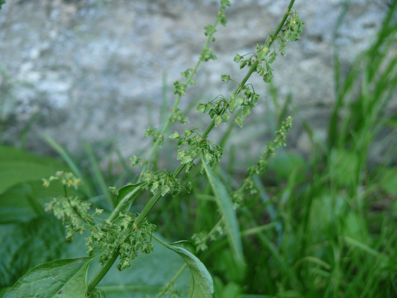 Oseille à feuilles obtuses (<em>Rumex Obtusifolius</em> L.) - Observée début octobre le long de la digue de Moulineux.