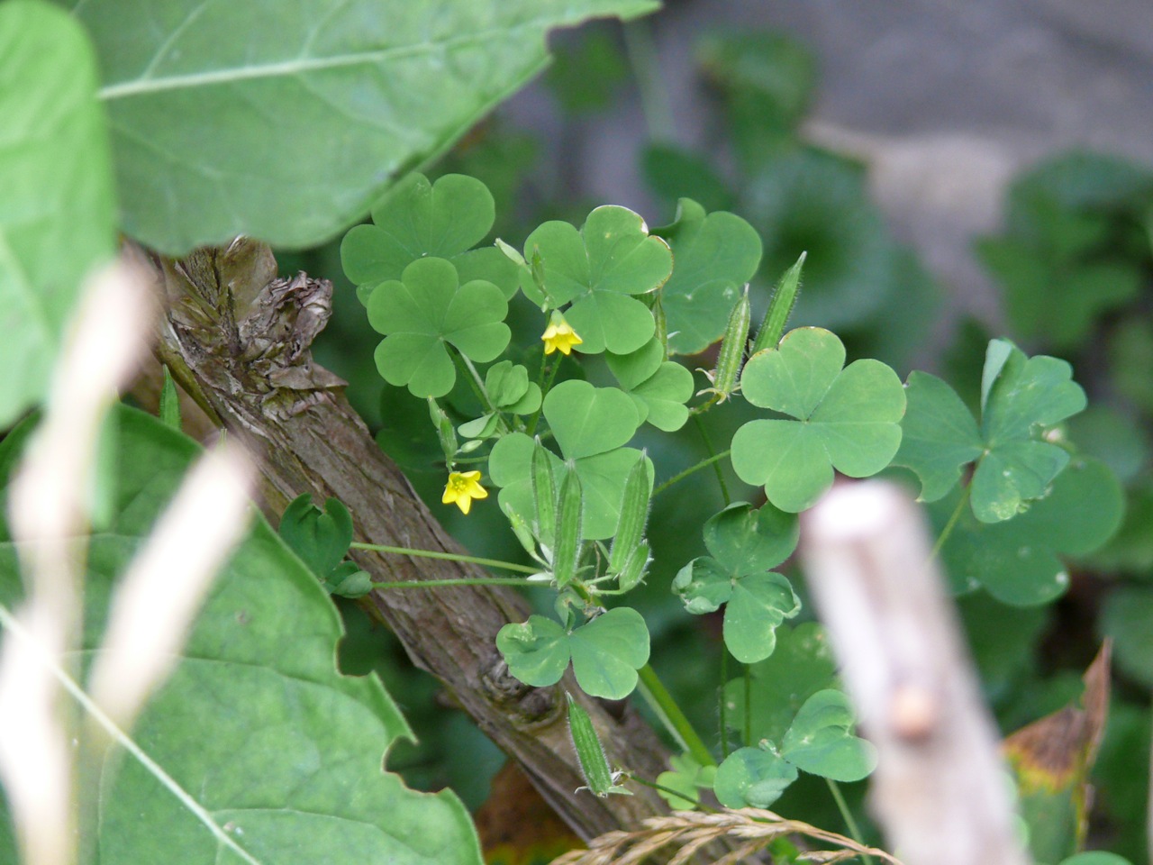 Oxalis raide (Oxalis fontana Bunge) - Fleurit en août 