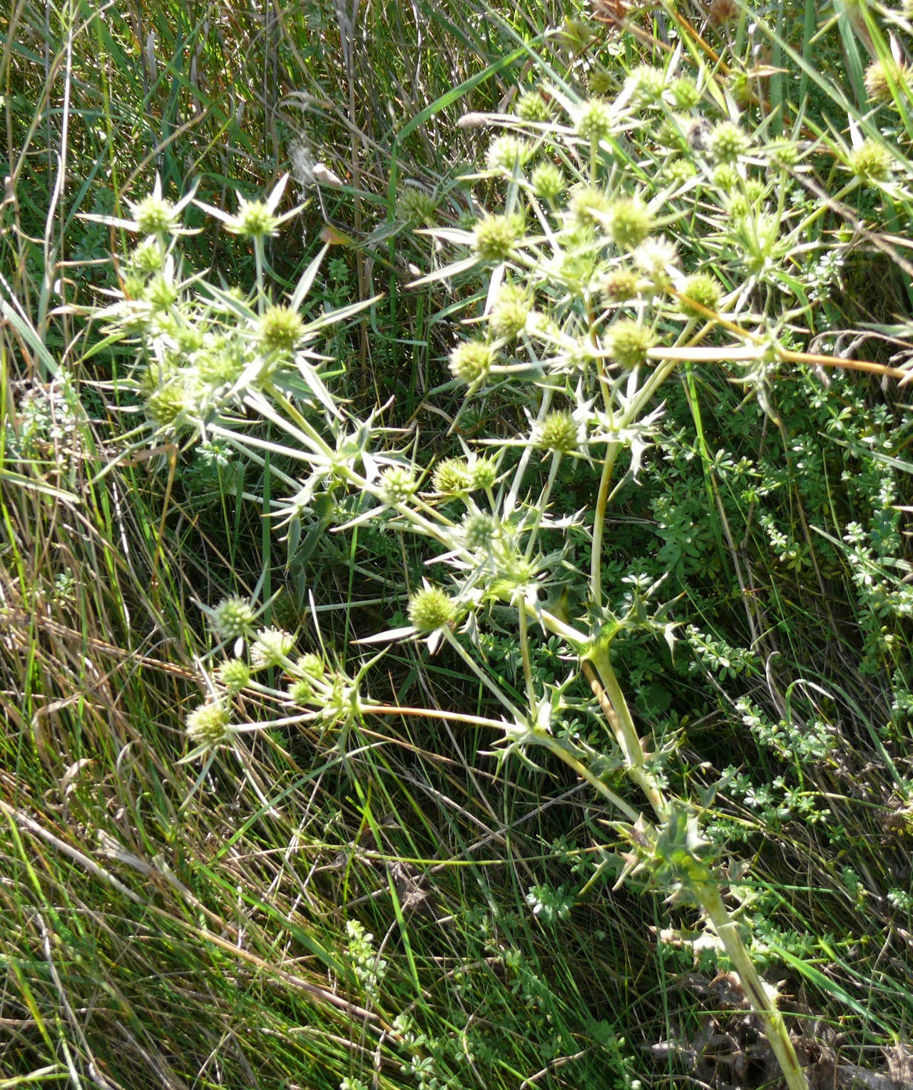 Panicaut champêtre (Eryngium campestre L.) - Plante épineuse commune, parasitée par l'orobanche violette qui est aussi observée à Moulineux 