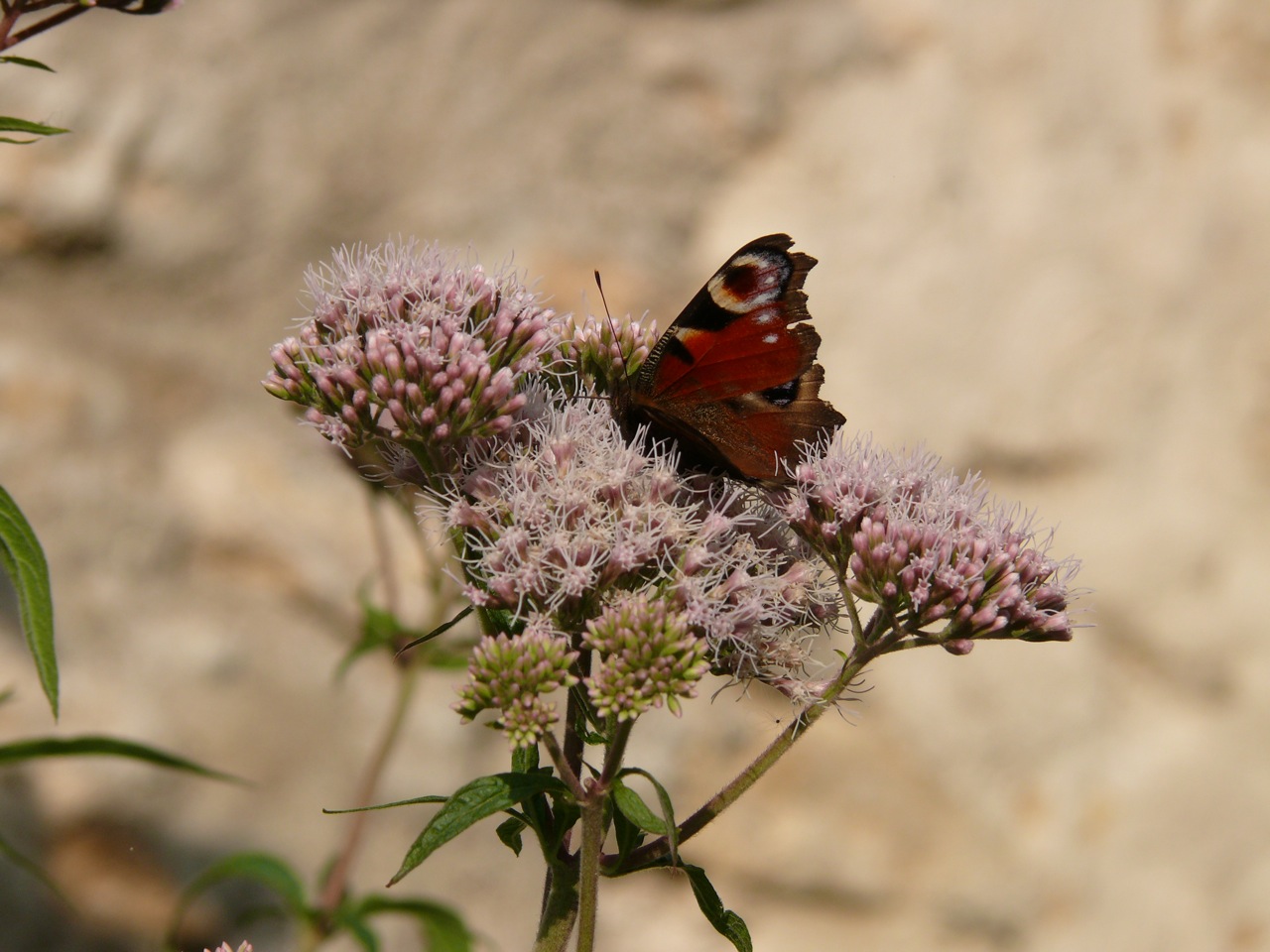 Paon du jour - 