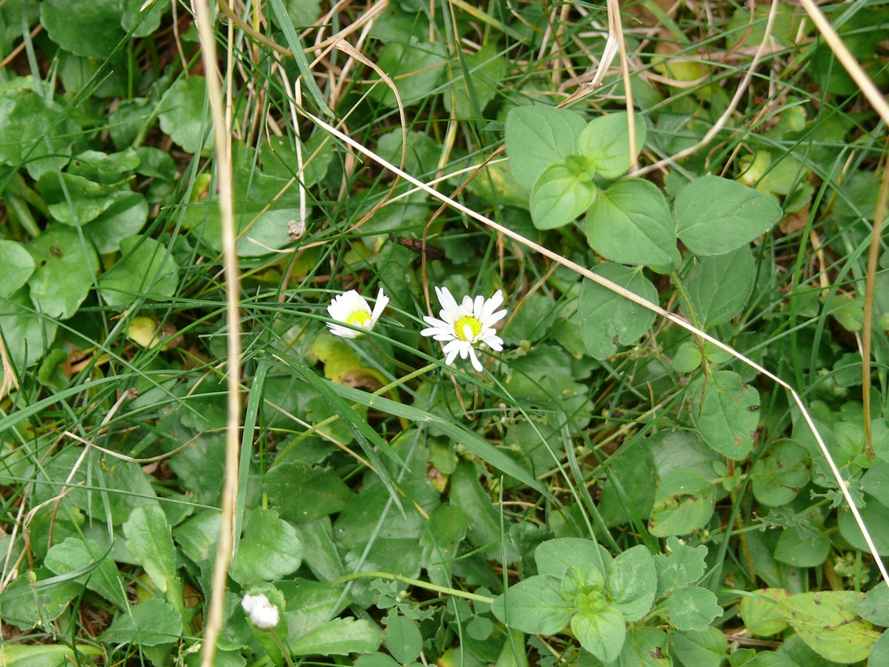 Pâquerette vivace (<em>Bellis perennis</em> L.) - Fleurit du début du printemps à la fin de l'automne, très commune dans les gazons.