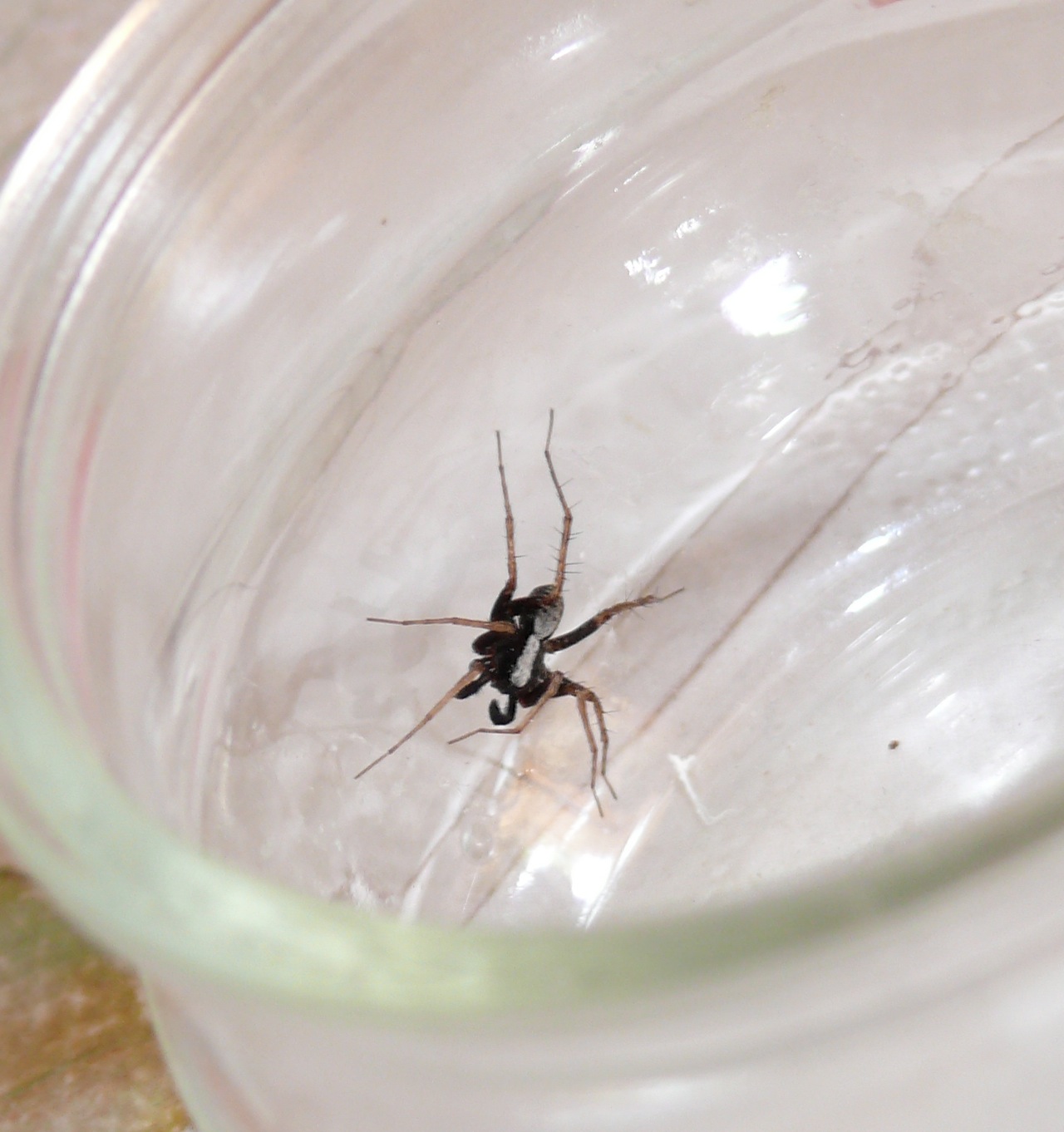 Pardosa (<em>Pardosa (lugubris)</em>) - A préciser dans le groupe lugubris : alacris, saltans ou lugubris, ce sont des mâles.