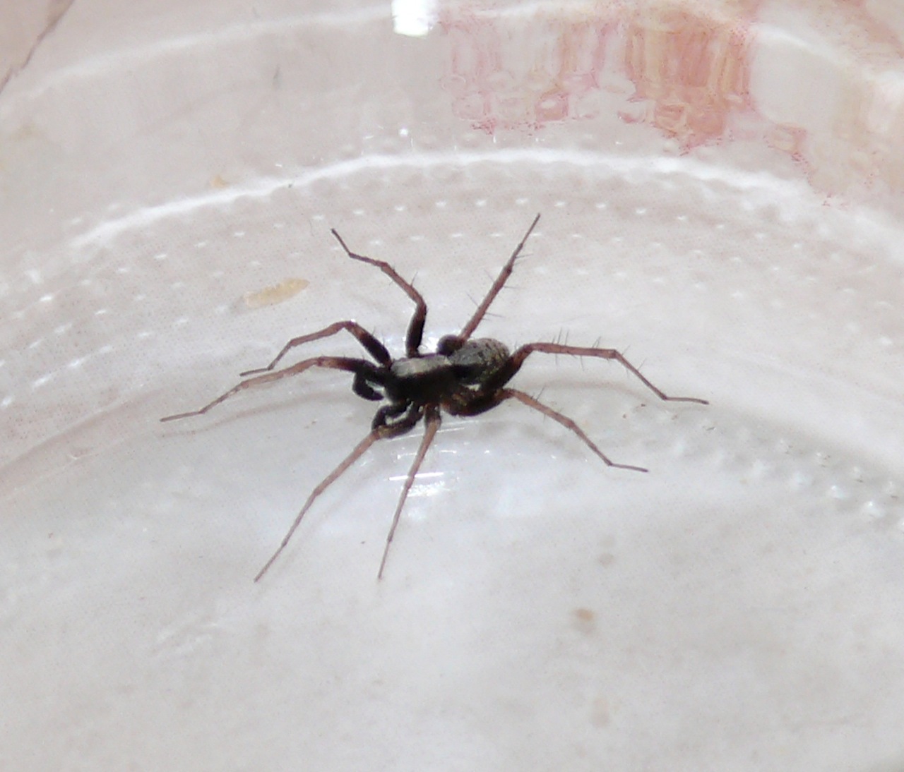 Pardosa (<em>Pardosa (lugubris)</em>) - A préciser dans le groupe lugubris : alacris, saltans ou lugubris, ce sont des mâles.