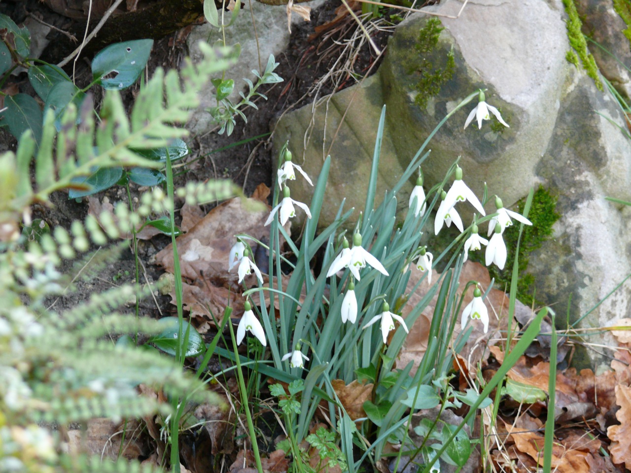 Perce-neige (Galanthus nivalis L.) - Parmi les toutes premières apparitions de l'année.