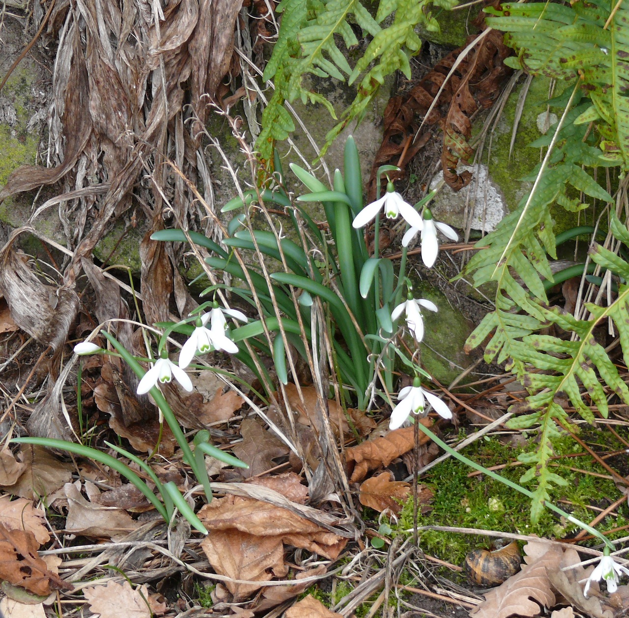Perce-neige (Galanthus nivalis L.) - Parmi les toutes premières apparitions de l'année.