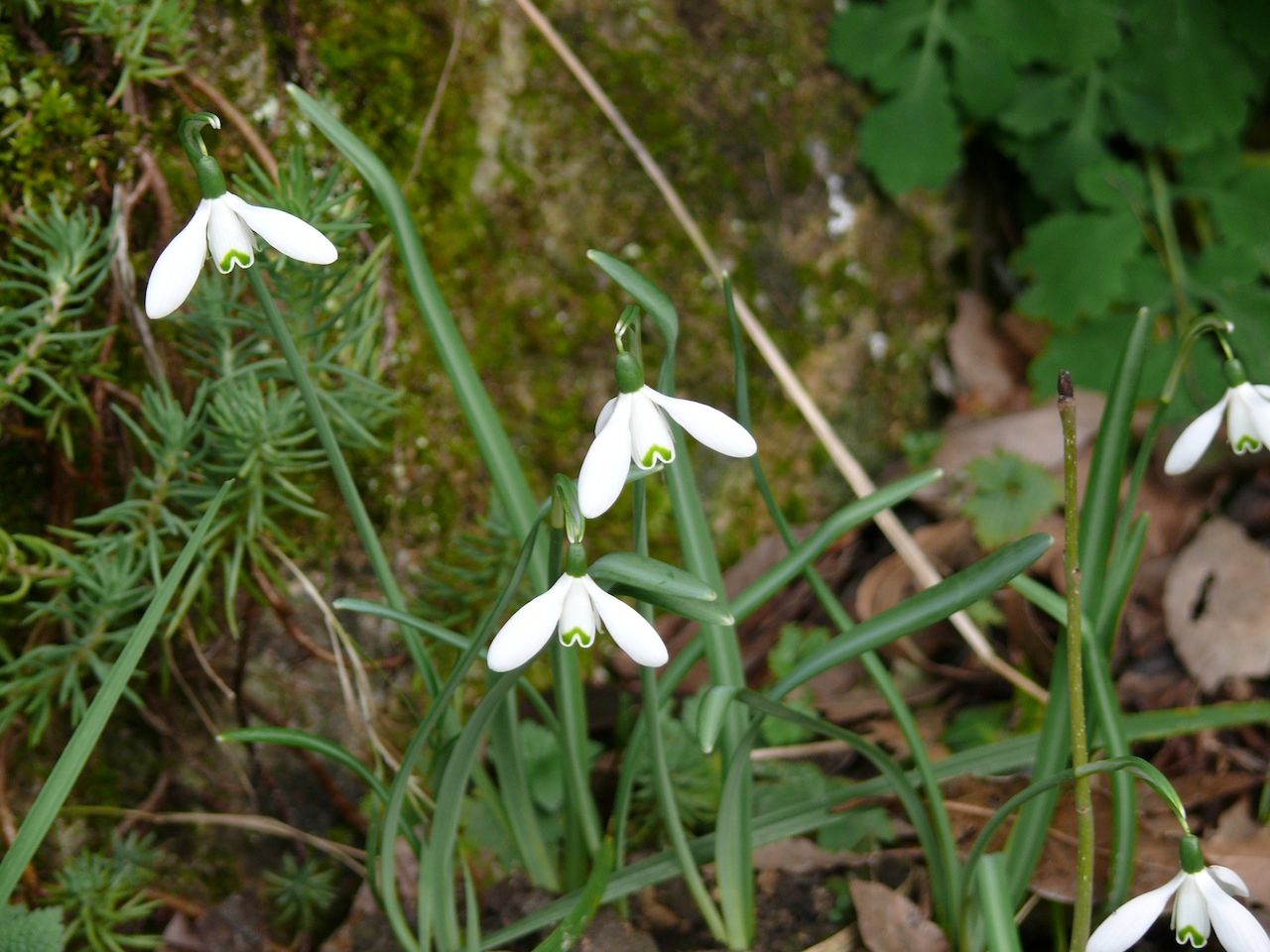 Perce-neige (Galanthus nivalis L.) - Parmi les toutes premières apparitions de l'année.