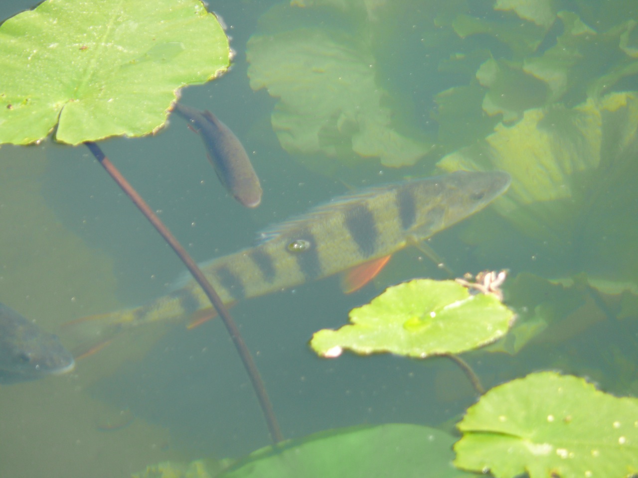 Perche (<em>Perca fluviatilis</em> L.) - Un poisson zébré, nageoires ventrales ornées de rouge.