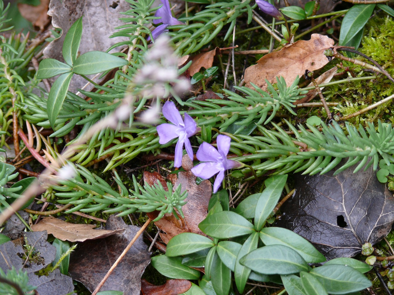 Petite pervenche (<em>Vinca minor</em> L.) - Les feuilles et les tiges sont plus petites que celles de la grande pervenche, printanière.