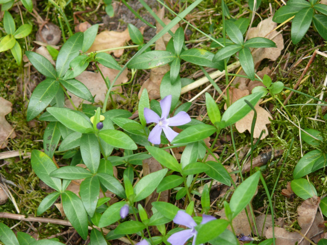Petite pervenche (<em>Vinca minor</em> L.) - Les feuilles et les tiges sont plus petites que celles de la grande pervenche, printanière.