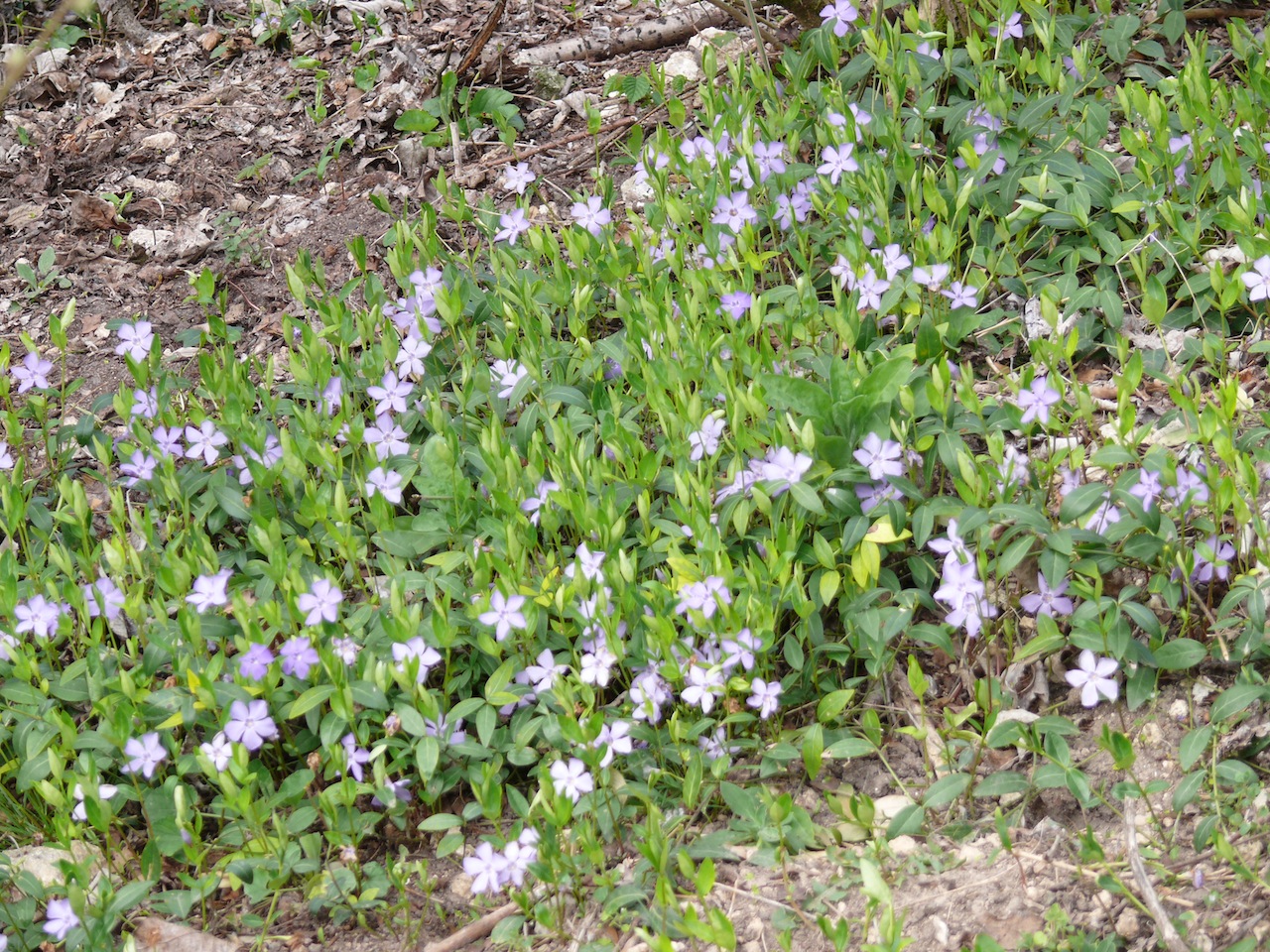 Petite pervenche (<em>Vinca minor</em> L.) - Les feuilles et les tiges sont plus petites que celles de la grande pervenche, printanière.