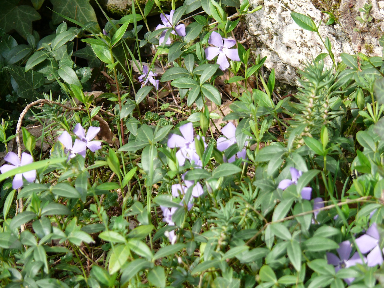 Petite pervenche (<em>Vinca minor</em> L.) - Les feuilles et les tiges sont plus petites que celles de la grande pervenche, printanière.