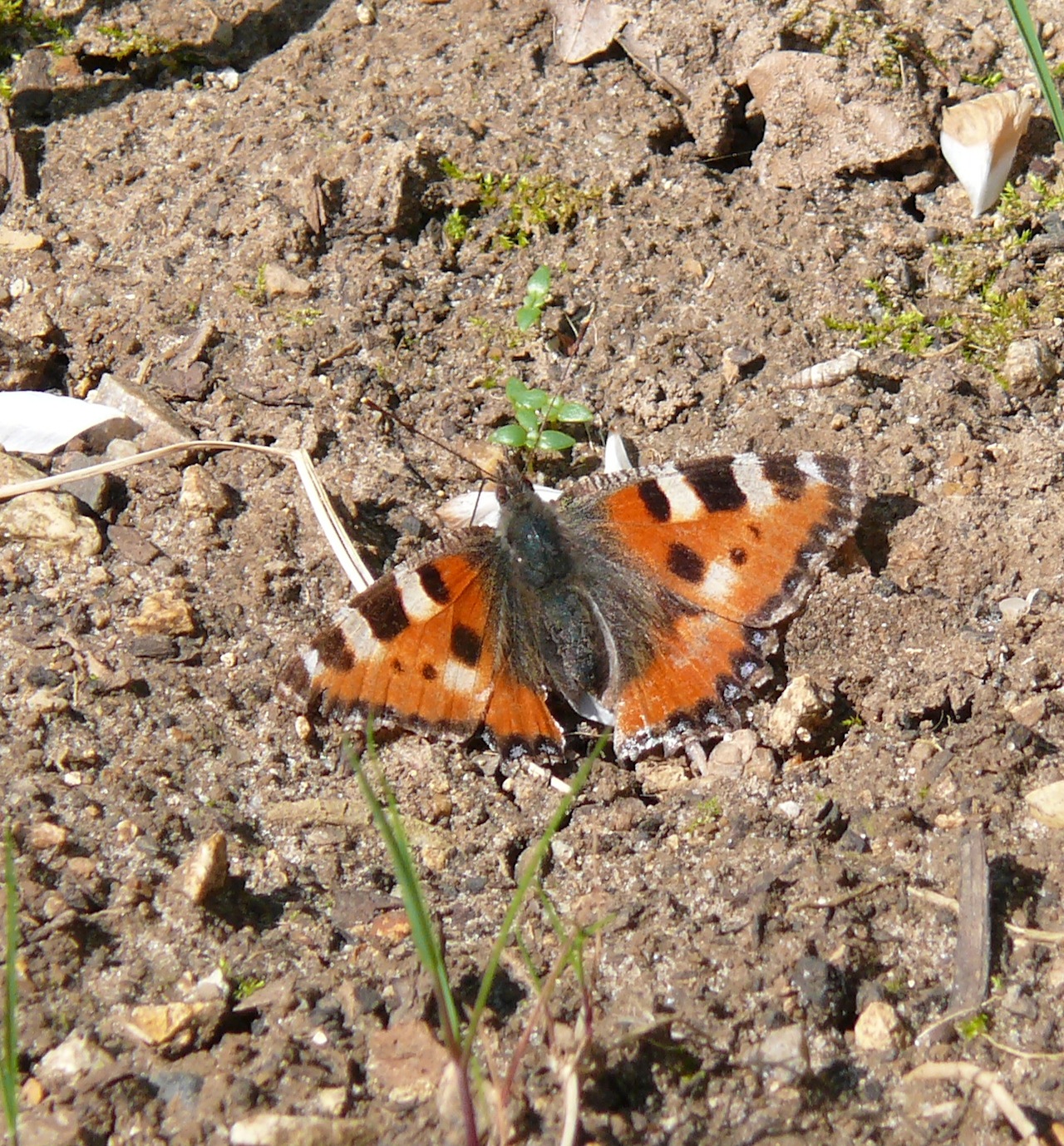 Petite tortue (<em>Aglais urticae</em>) - La petite tortue ou vanesse de l'ortie est de la famille des Nymphalidae.