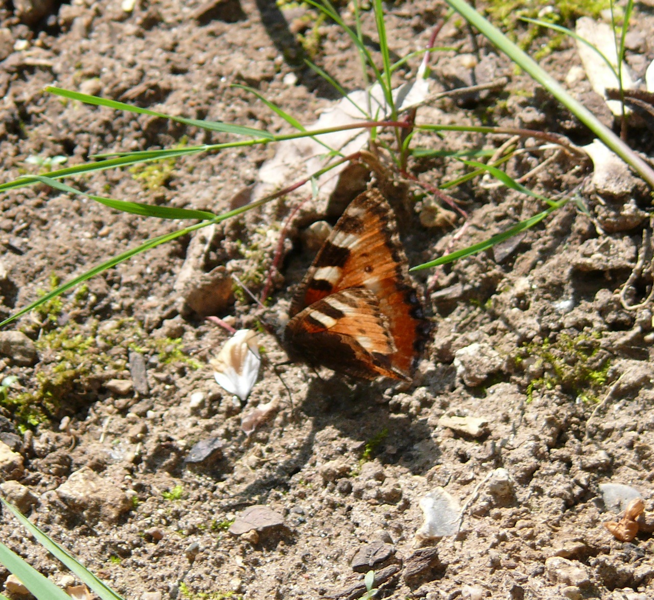 Petite tortue (<em>Aglais urticae</em>) - La petite tortue ou vanesse de l'ortie est de la famille des Nymphalidae.