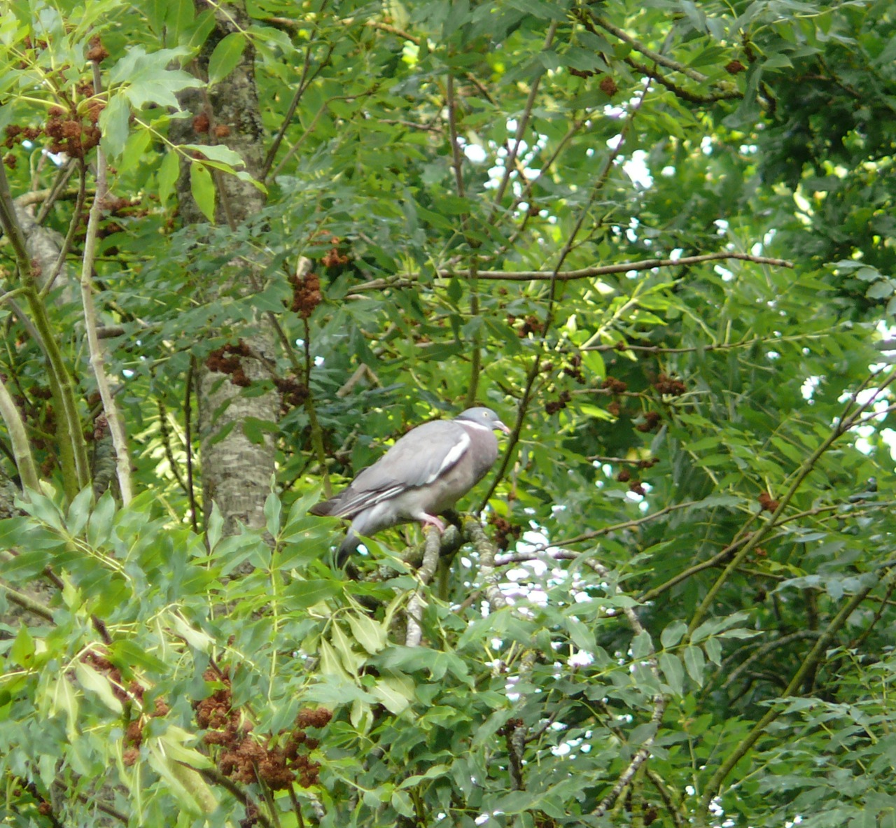 Pigeon ramier (<em>Colomba palombus</em>) - La palombe est la plus grande des espèces de pigeons européens.