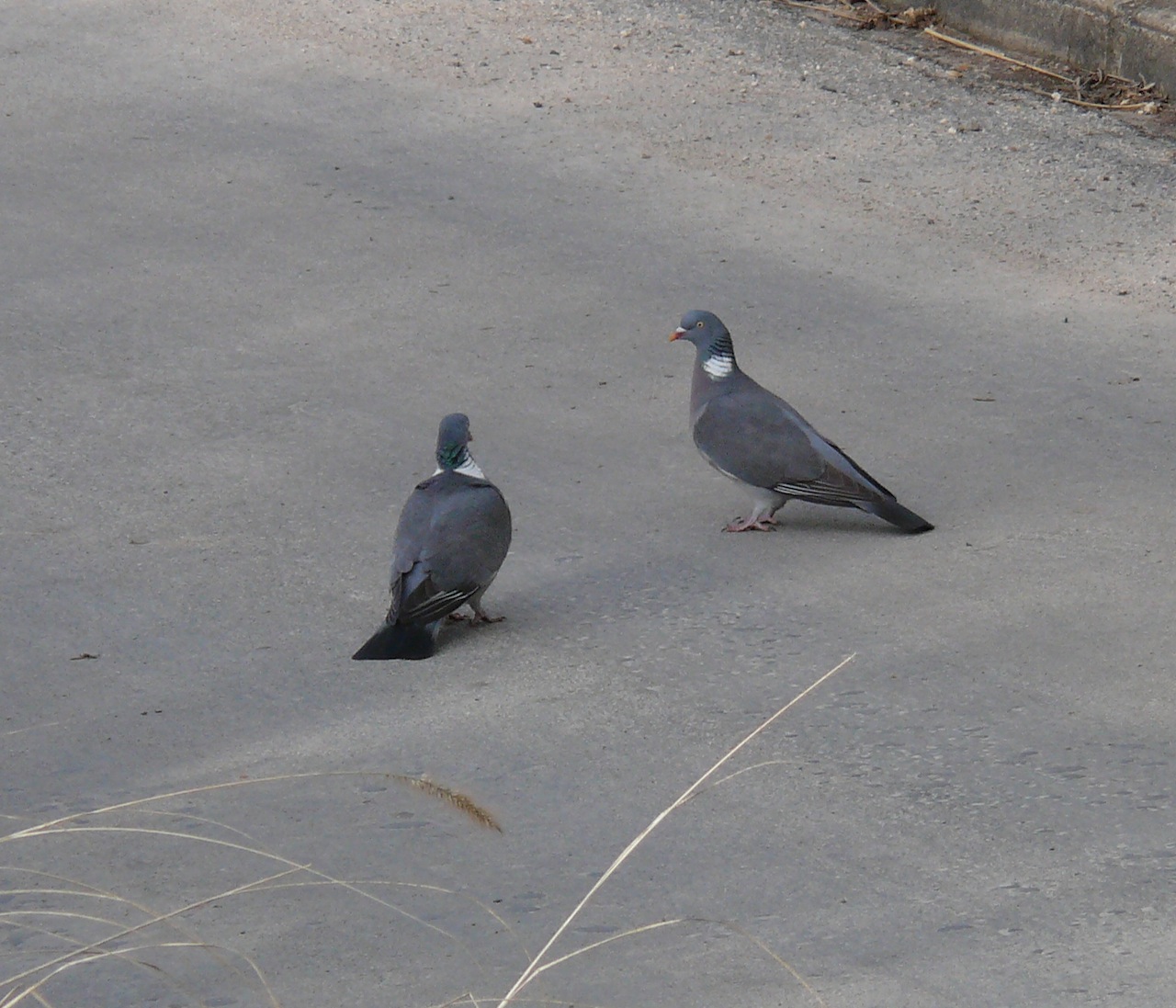 Pigeon ramier (<em>Colomba palombus</em>) - La palombe est la plus grande des espèces de pigeons européens.