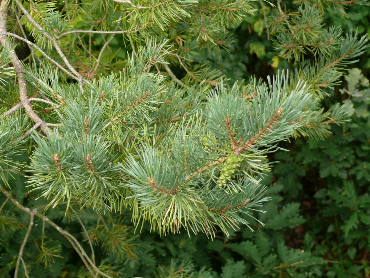 Pin sylvestre (<em>Pinus sylvestris</em> L.) - Une écorce de couleur caractéristique, espèce se dispersant facilement, en reconquête des anciennes pâtures, maintenant suivie par des chênes sur la pente orientale de la Chalouette.