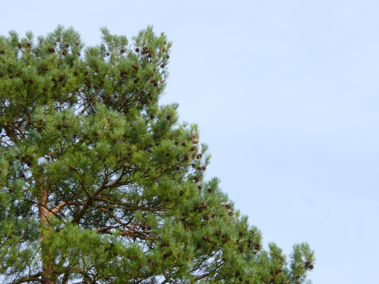 Pin sylvestre (<em>Pinus sylvestris</em> L.) - Une écorce de couleur caractéristique, espèce se dispersant facilement, en reconquête des anciennes pâtures, maintenant suivie par des chênes sur la pente orientale de la Chalouette.