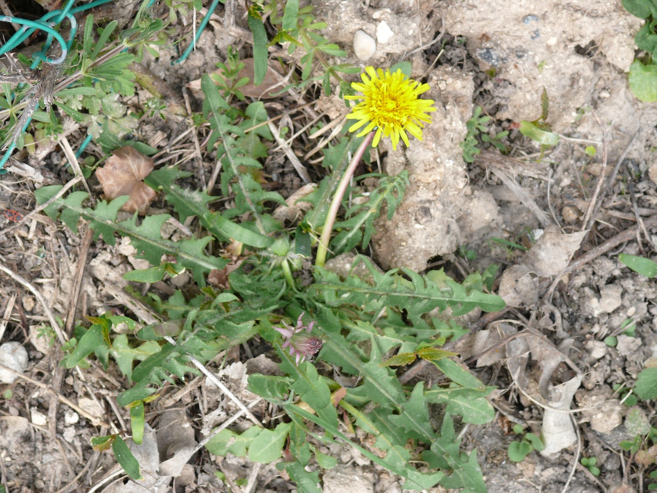 Pissenlit commun (Taraxacum officinale, groupe) - Du premier printemps à la fin de l'automne, fructification très connue