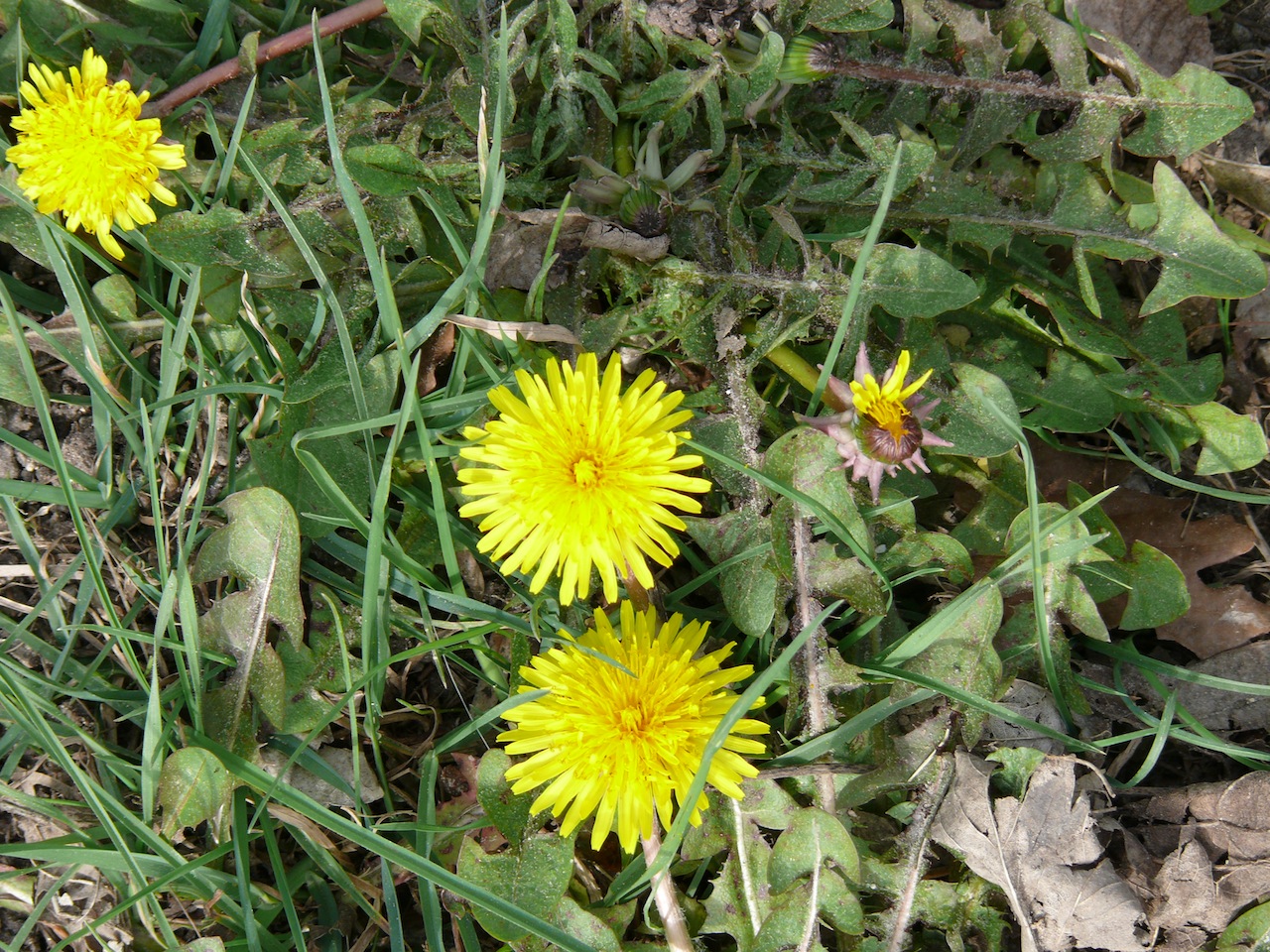 Pissenlit commun (Taraxacum officinale, groupe) - Du premier printemps à la fin de l'automne, fructification très connue