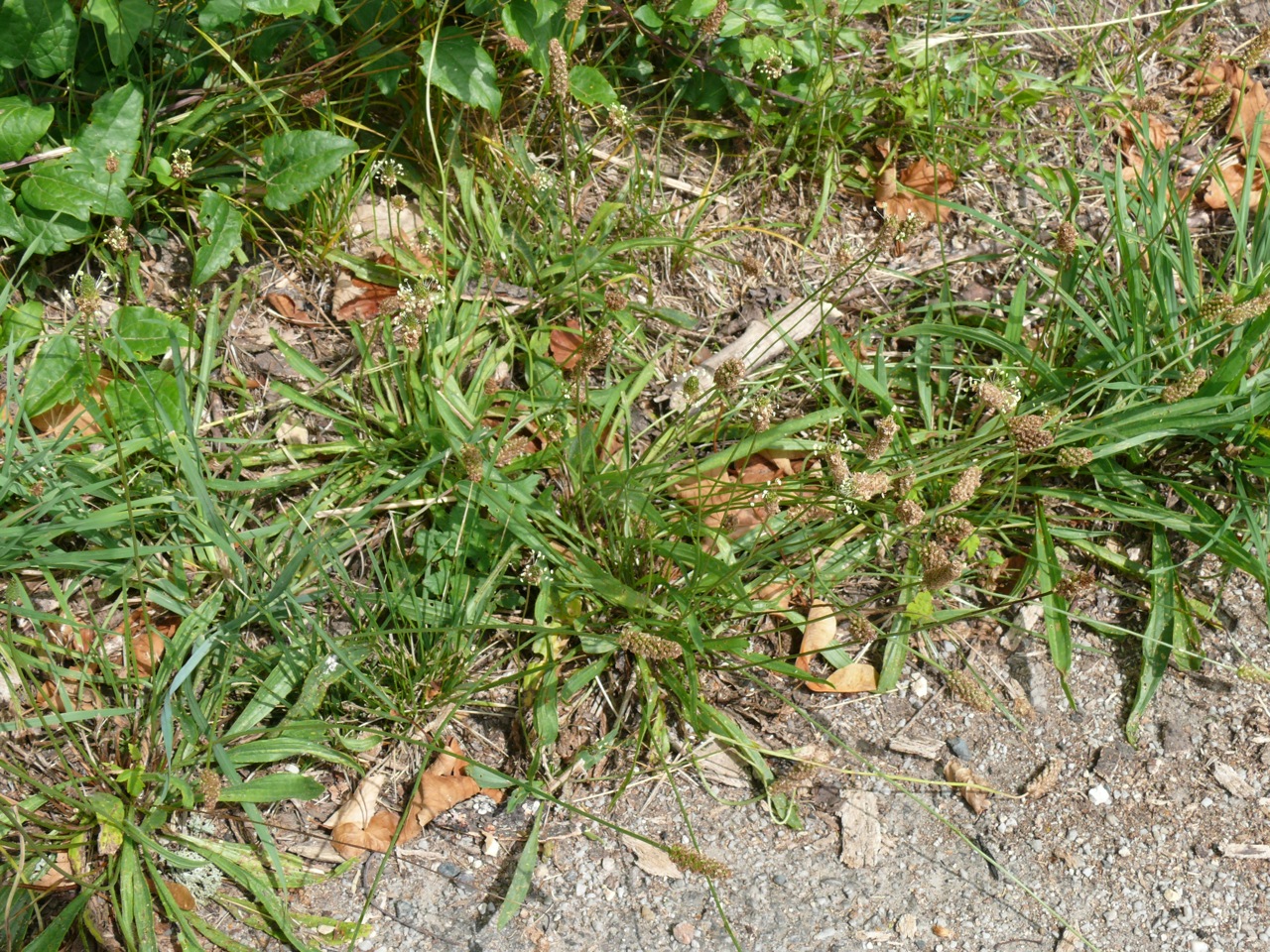 Plantain lancéolé (Plantago lanceolata L.) - Plante très commune