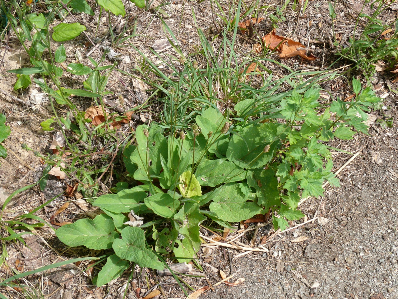 Plantain lancéolé (Plantago lanceolata L.) - Plante très commune